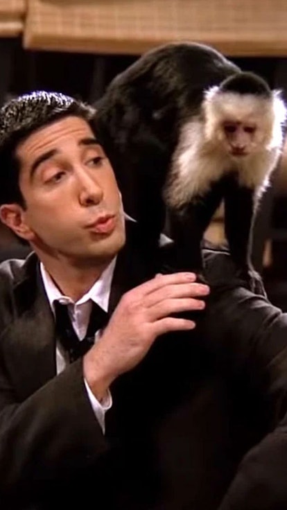 David Schwimmer Might Have Been Jealous Of A Monkey, So, Yes, You Could Be Pettier