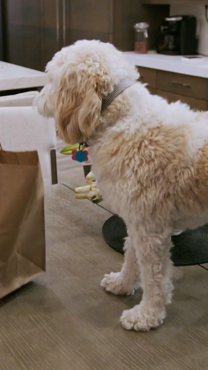 Why Are The Dogs Of The 'Real Housewives' So Poorly Behaved?